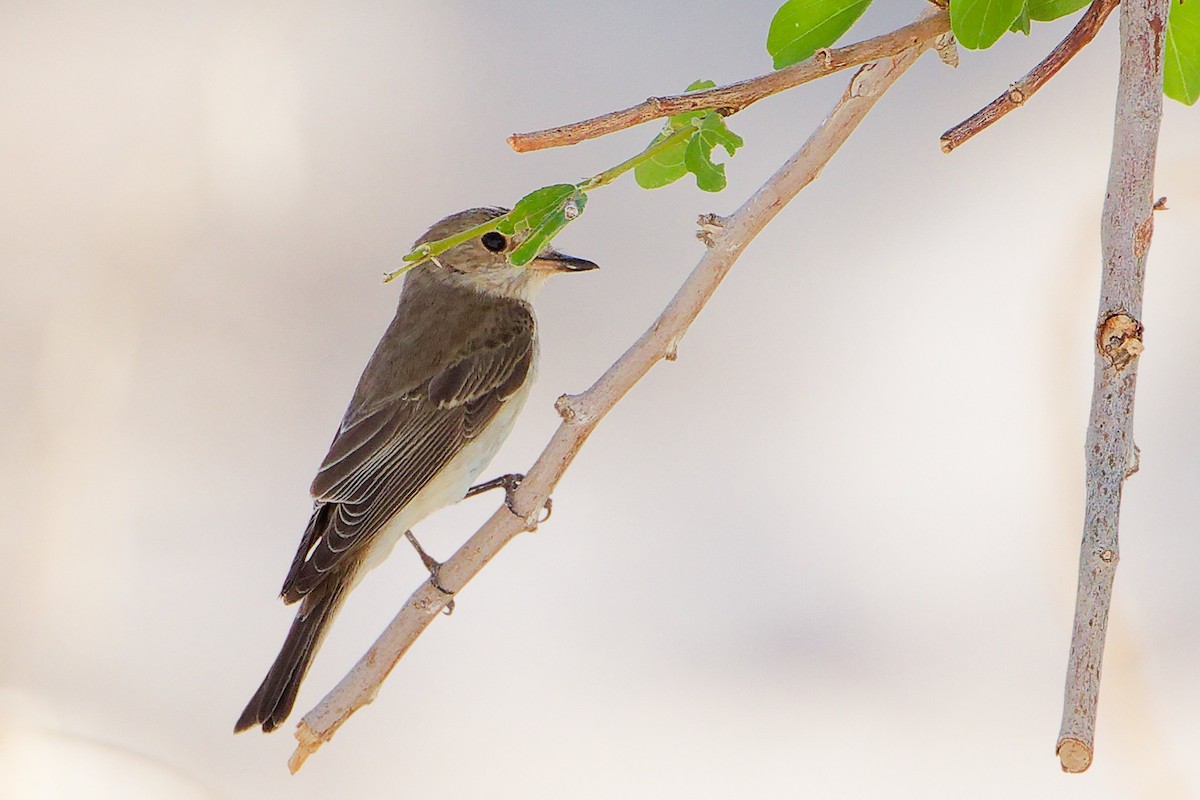 Spotted Flycatcher - ML645268968
