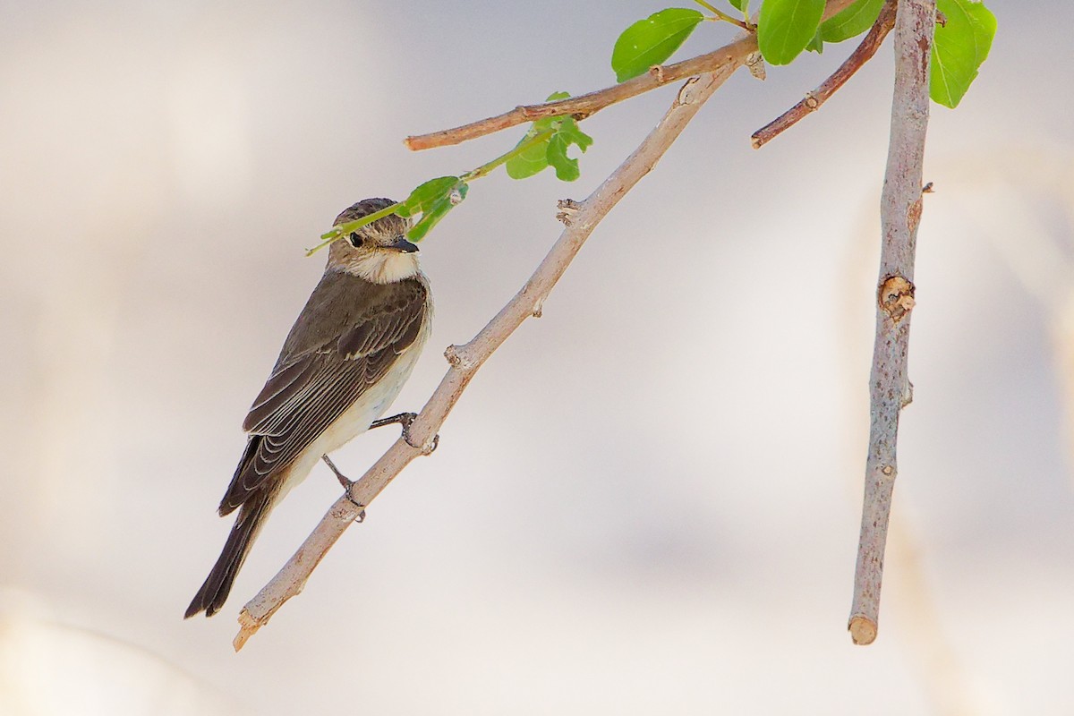Spotted Flycatcher - ML645268969
