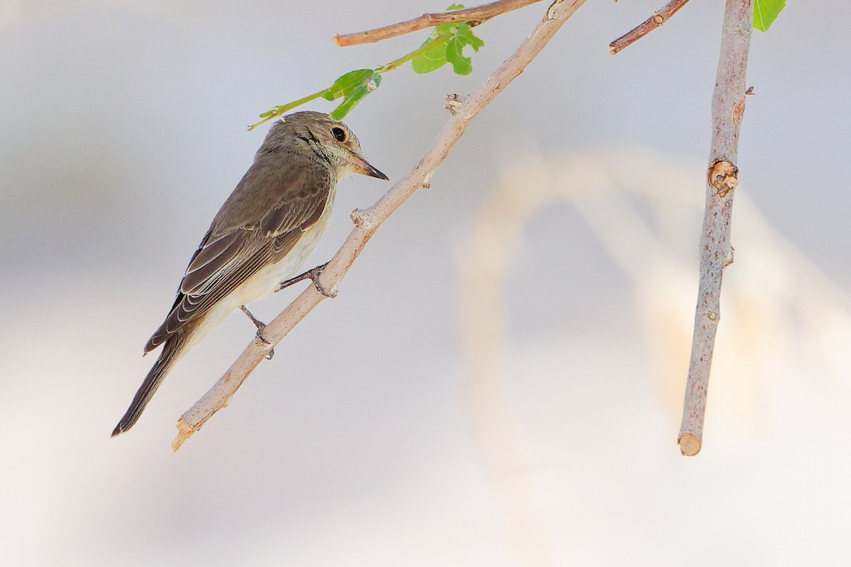 Spotted Flycatcher - ML645268970