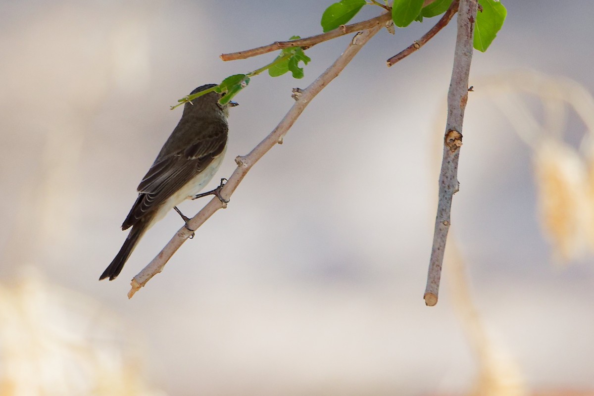 Spotted Flycatcher - ML645268971