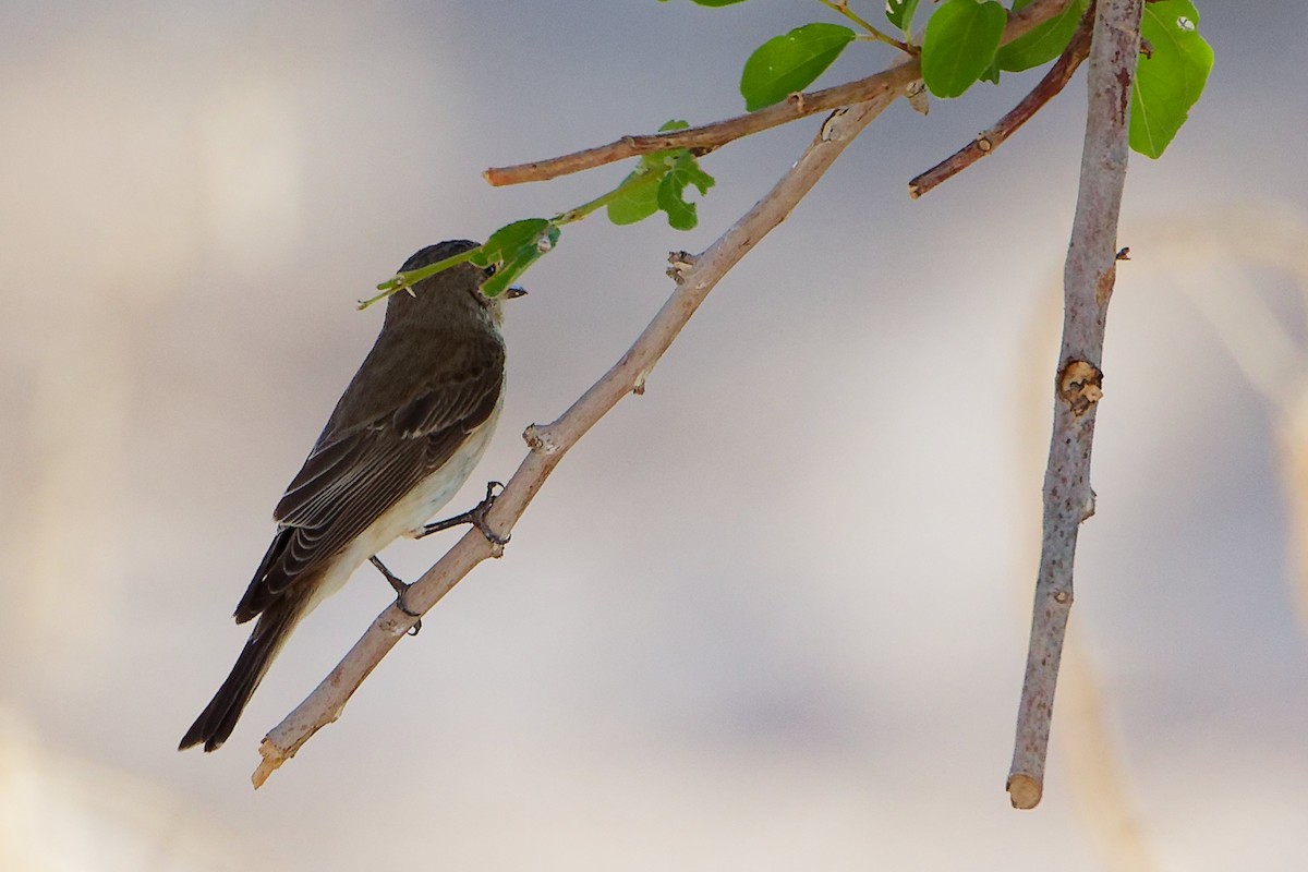 Spotted Flycatcher - ML645268972