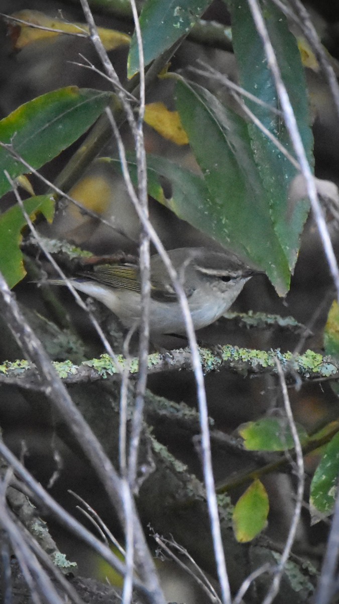 Hume's Warbler - ML645268974