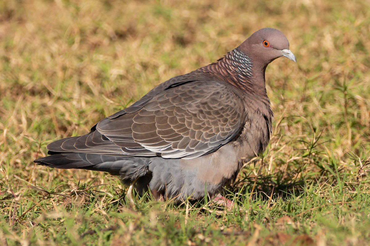 Paloma Picazuró - ML645268975