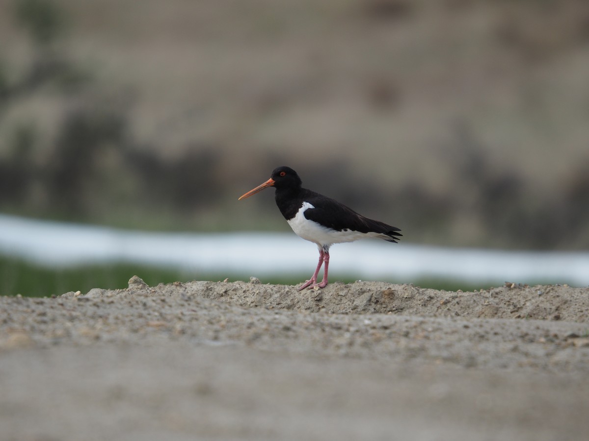 ústřičník jižní - ML645268978