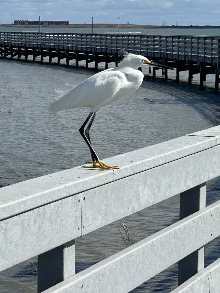 Snowy Egret - ML645268979