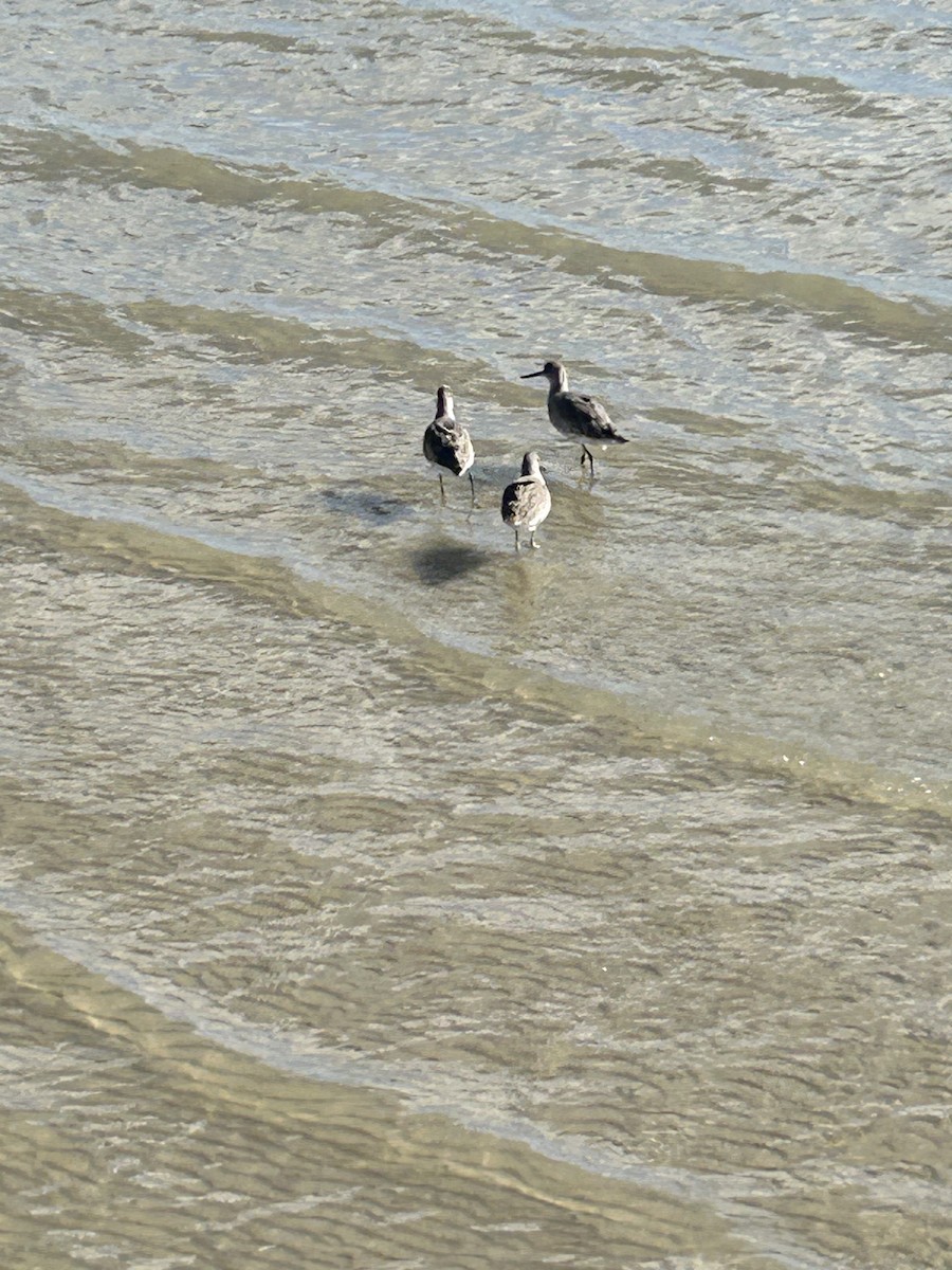 Willet - ML645268990