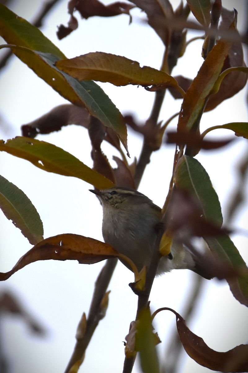 Hume's Warbler - ML645269001