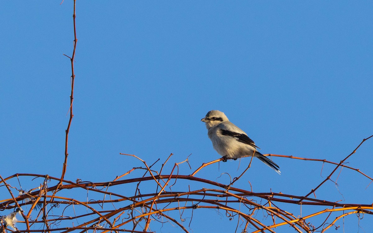 borealvarsler - ML645269003