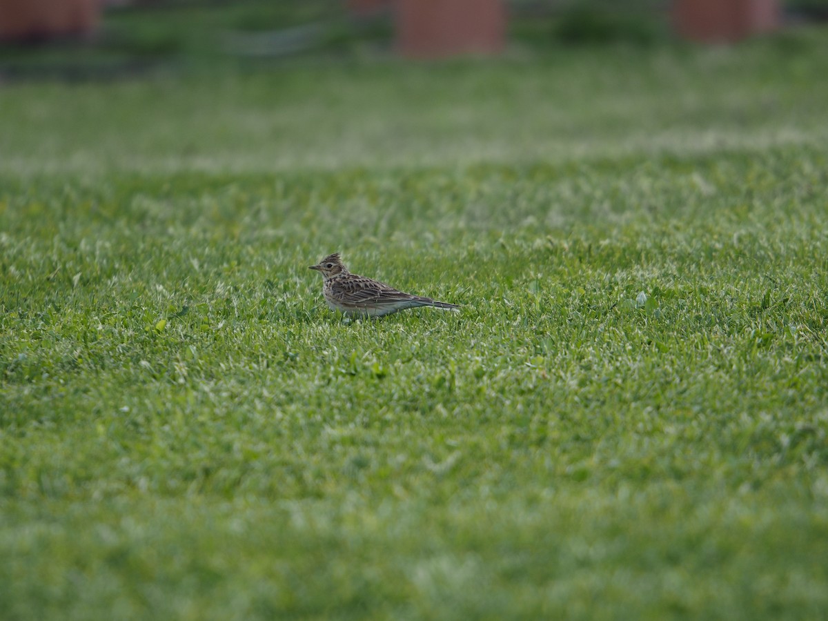 Eurasian Skylark - ML645269015