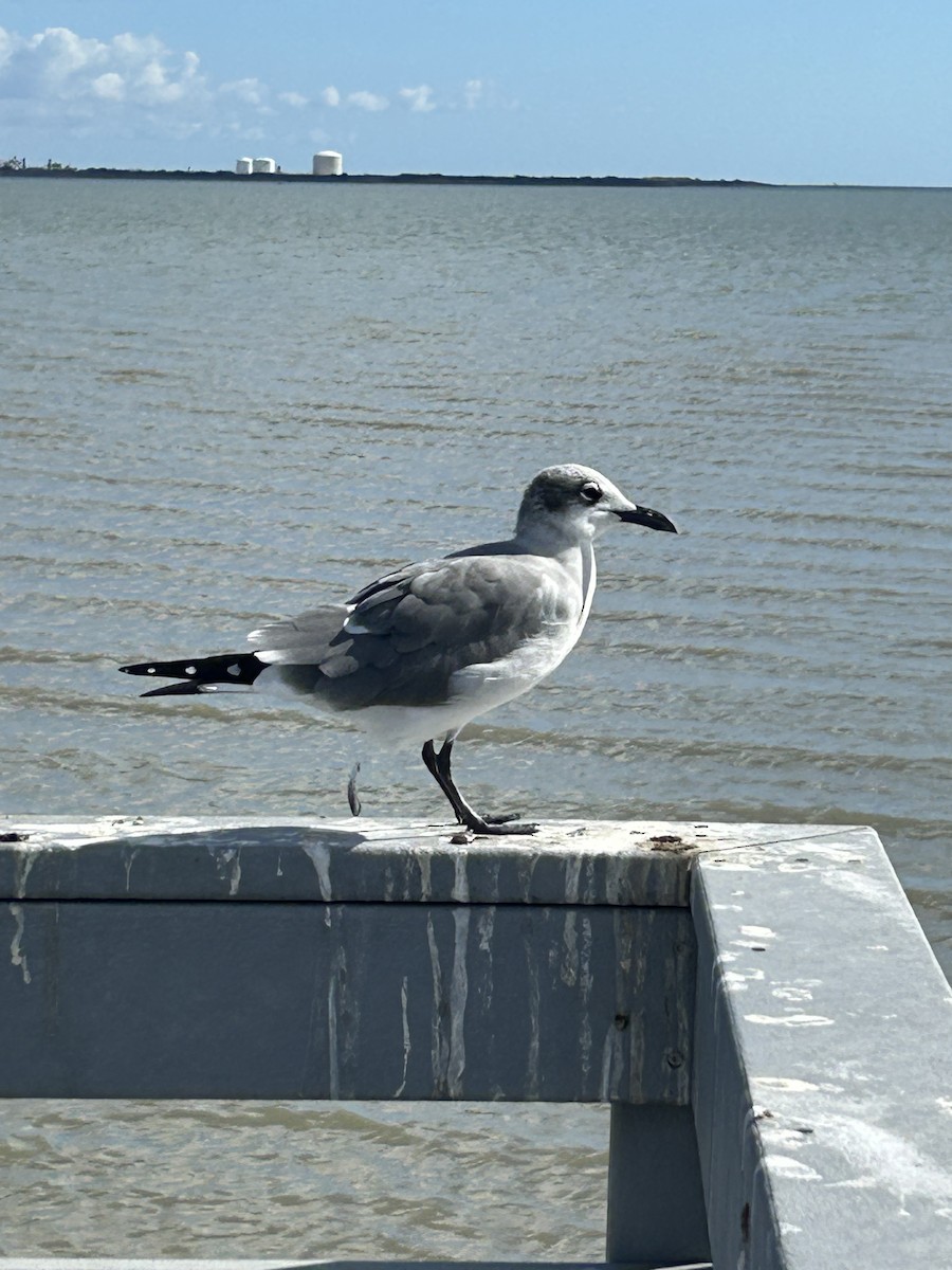 Laughing Gull - ML645269019