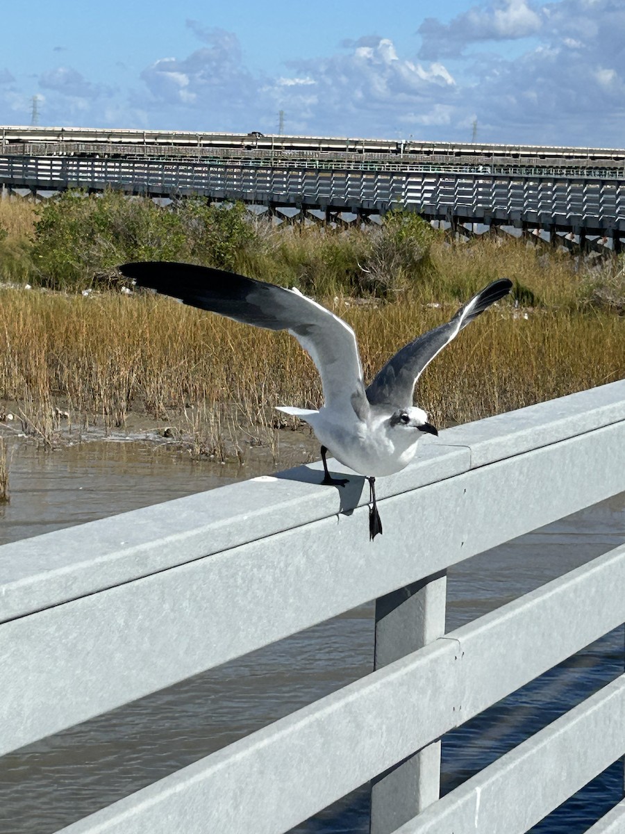 Laughing Gull - ML645269020