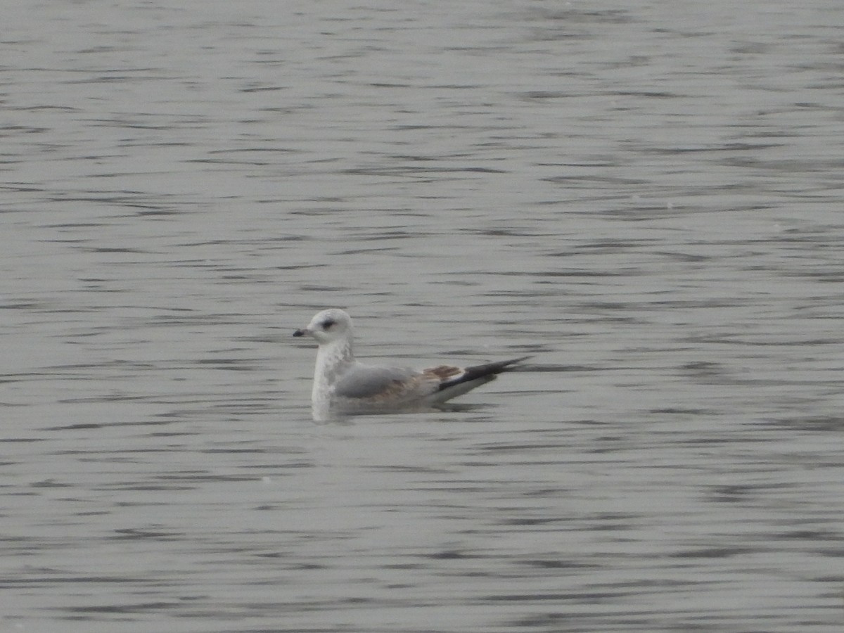 Common Gull - ML645269028