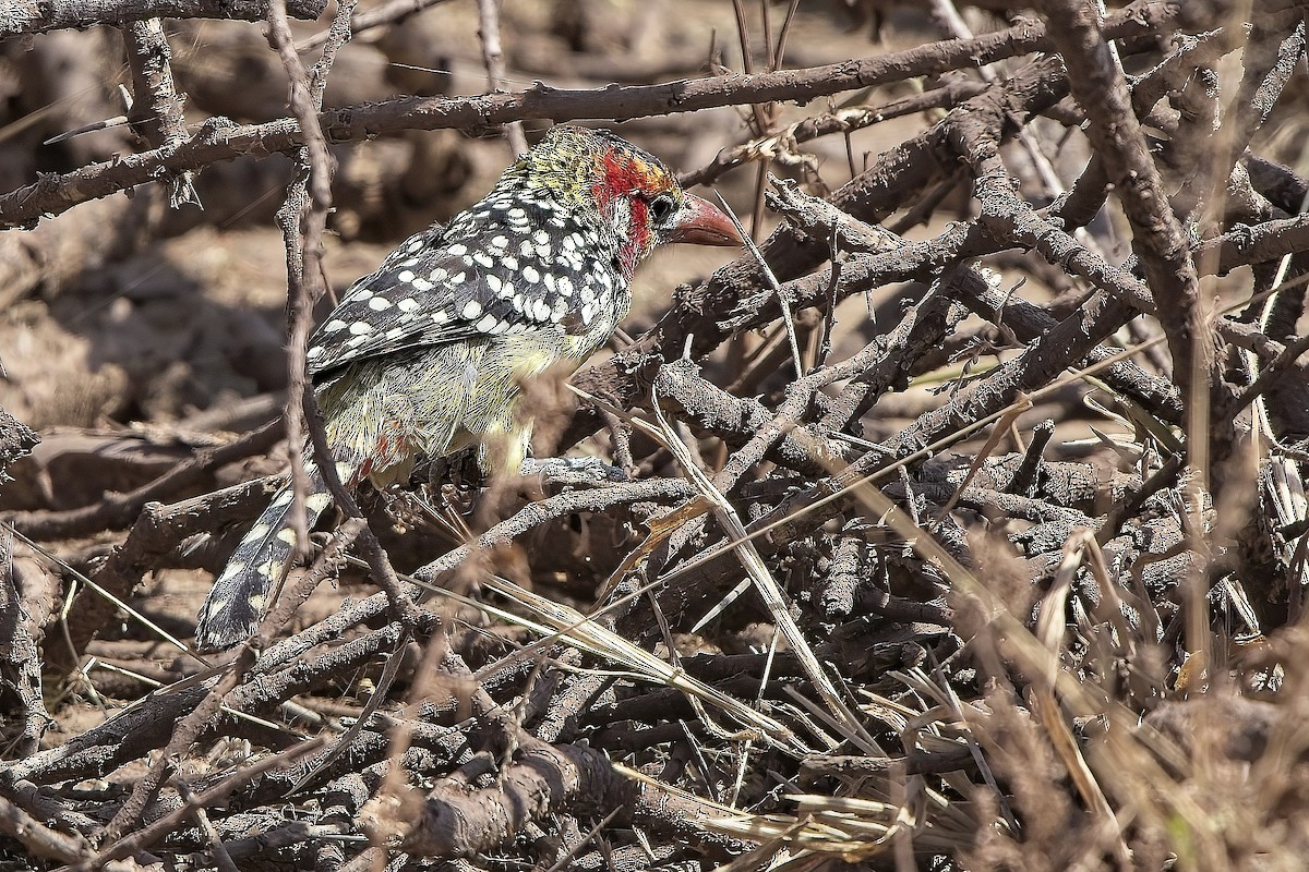 Barbudo Cabecirrojo - ML645269043