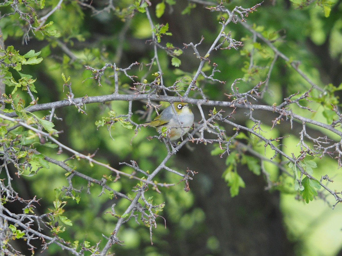 Silvereye - ML645269045