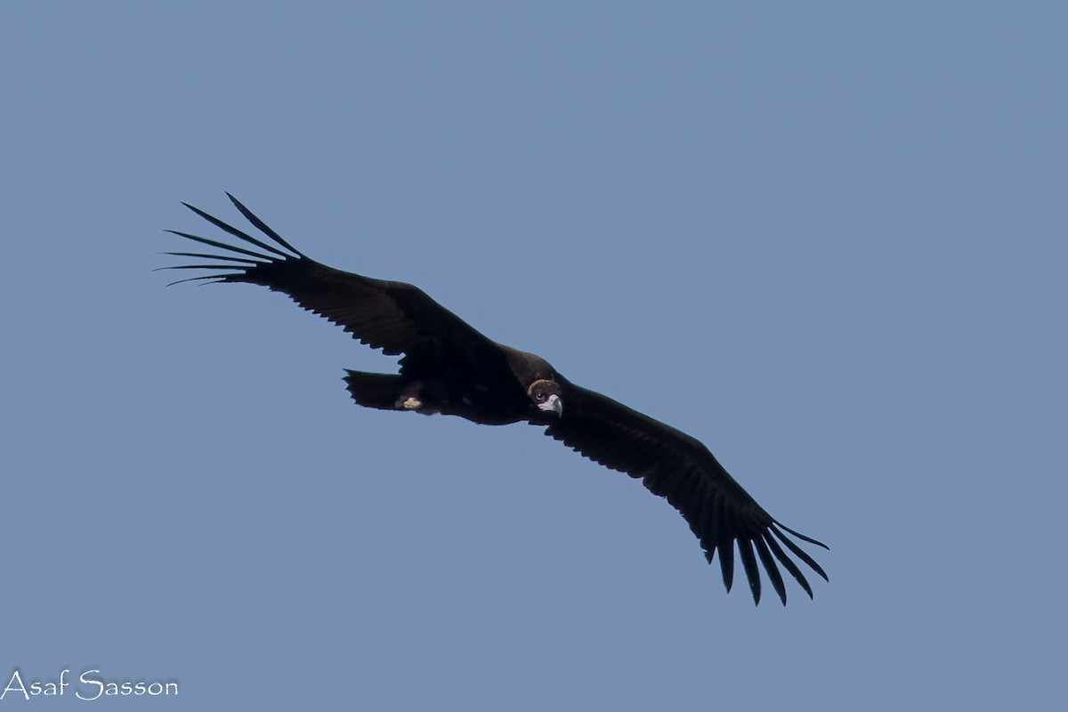 Sai beltza - ML645269047