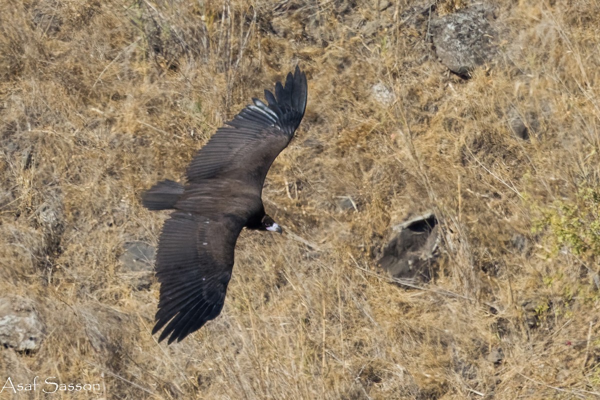 Sai beltza - ML645269048