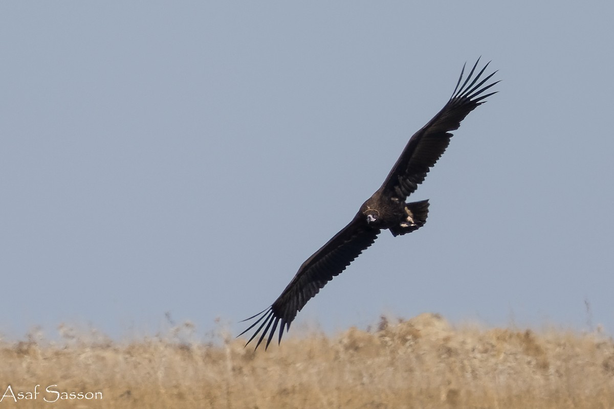 Sai beltza - ML645269049