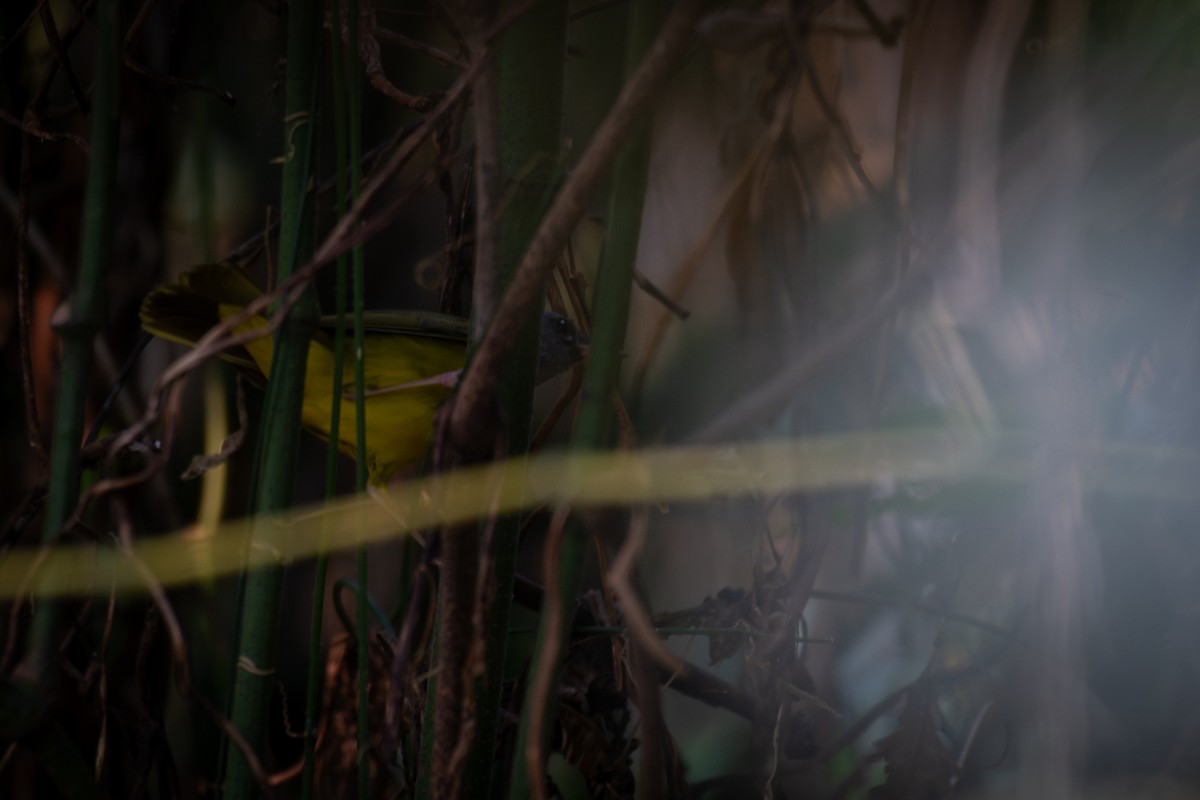 Mourning Warbler - ML645269051