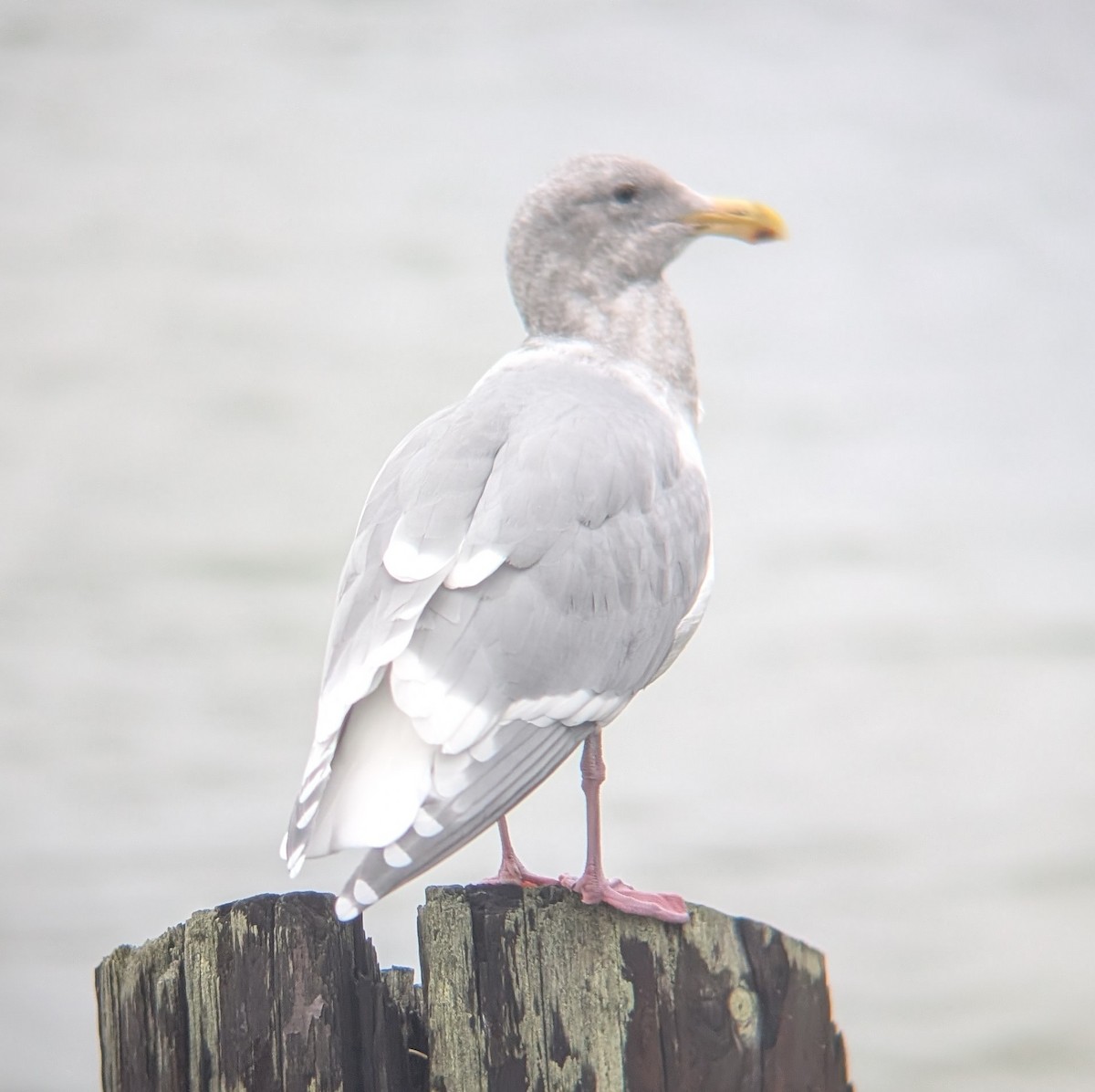 Glaucous-winged Gull - ML645269054