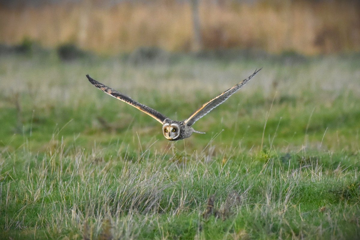 Short-eared Owl - ML645269069