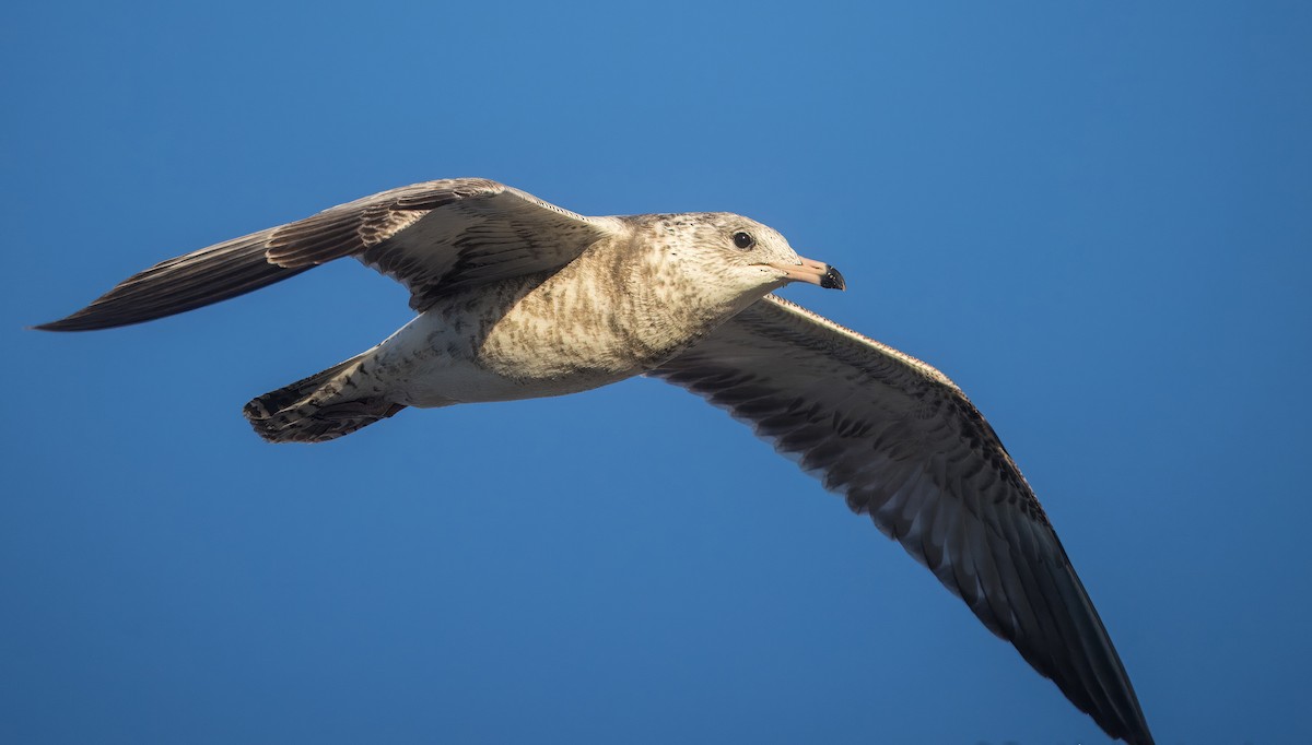 Yellow-footed Gull - ML645269117