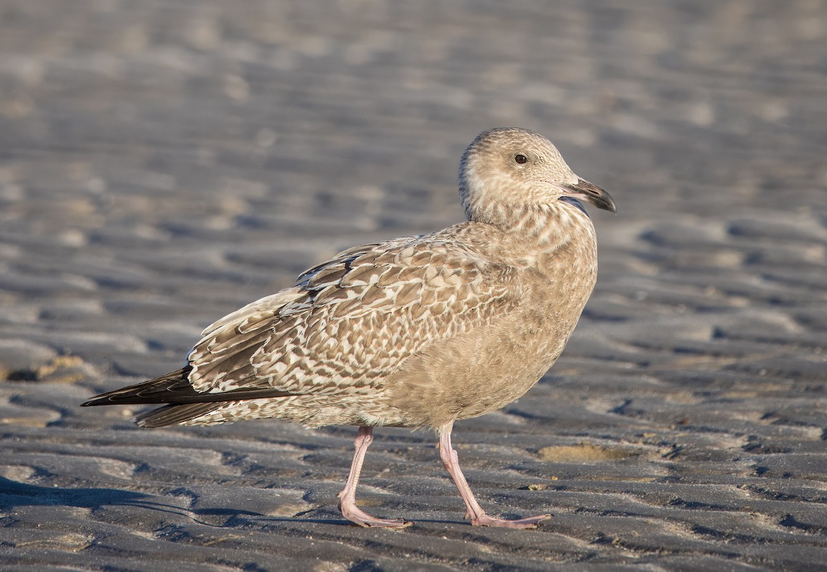 Yellow-footed Gull - ML645269119