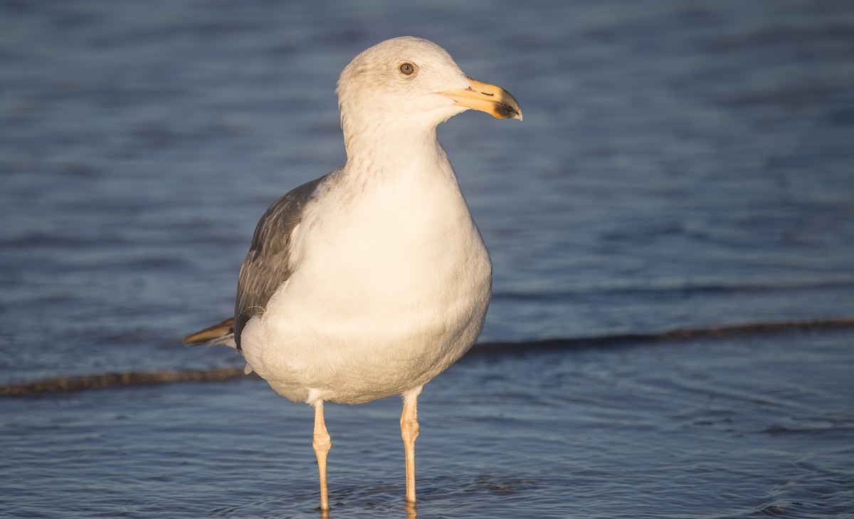 Yellow-footed Gull - ML645269121