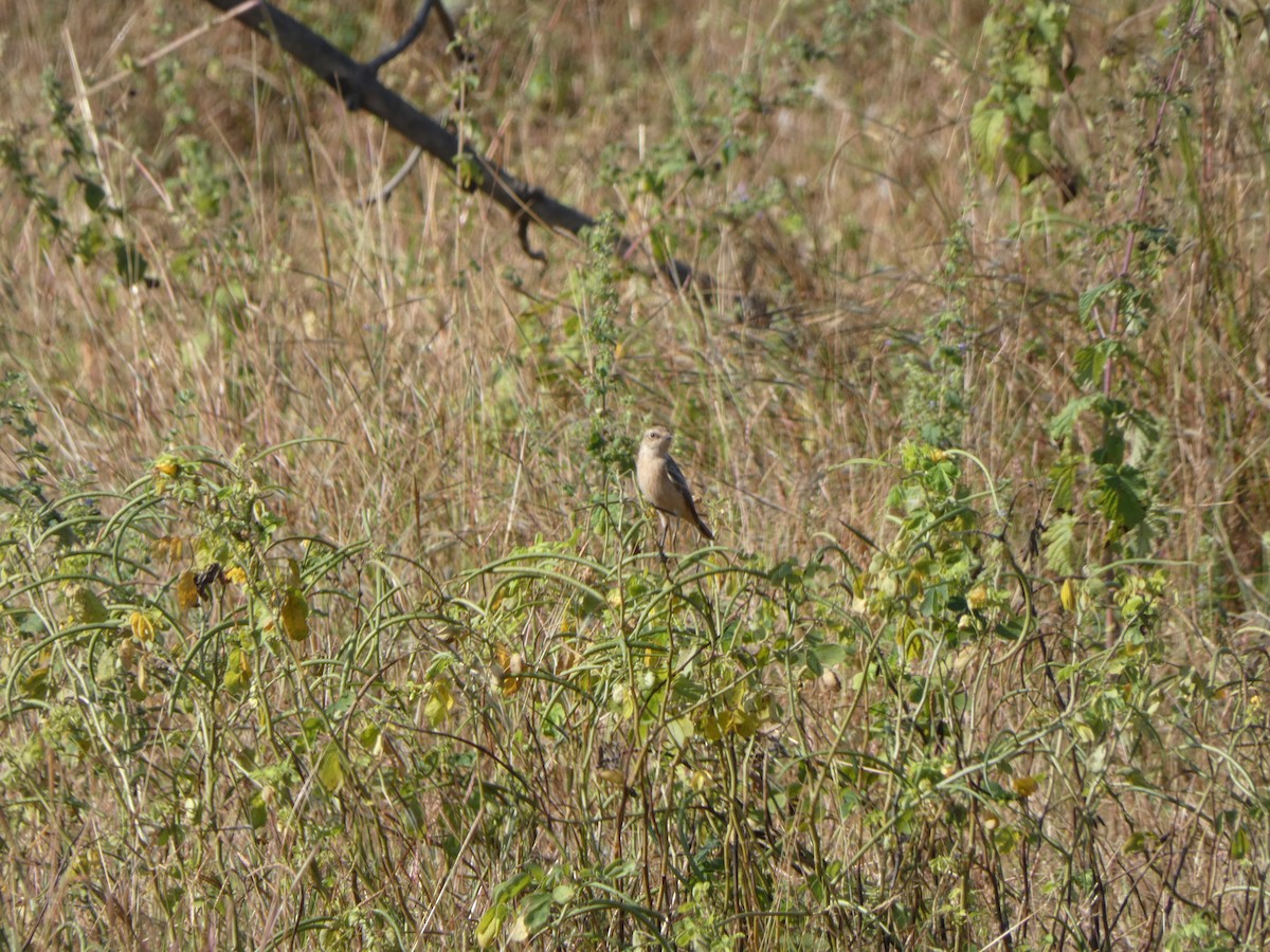 bramborníček sibiřský - ML645269122