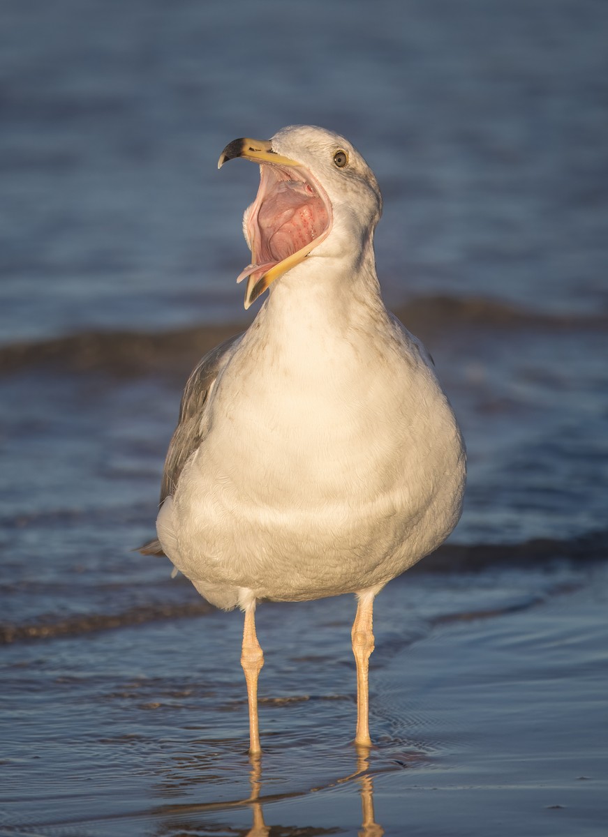 Yellow-footed Gull - ML645269123