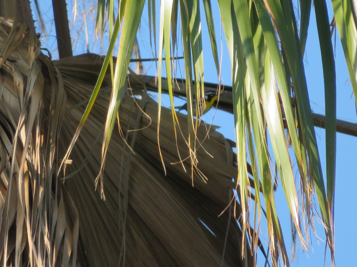 Goldkehl-Waldsänger - ML645269124