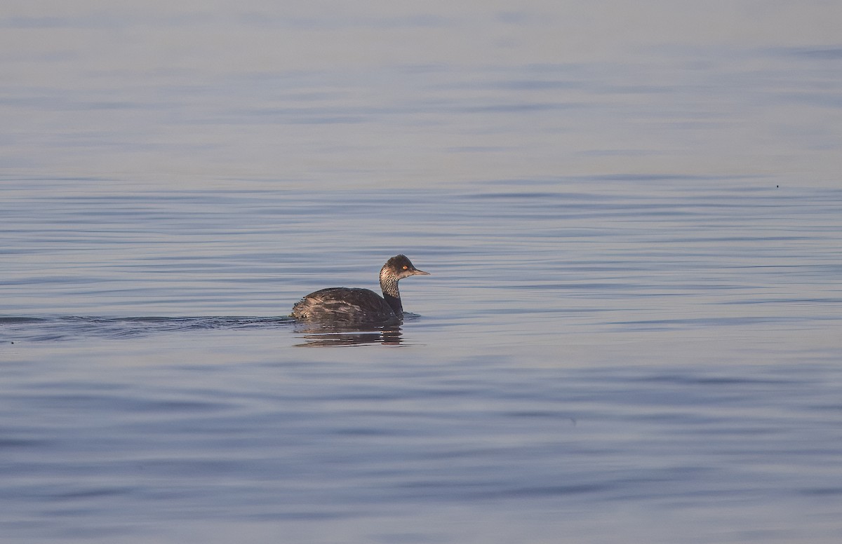 Grèbe à cou noir - ML645269125