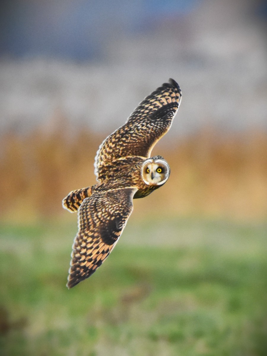 Short-eared Owl - ML645269131