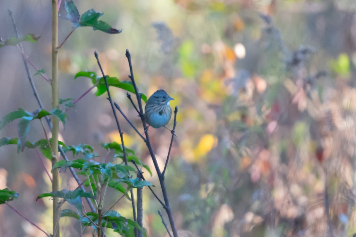 Lincoln's Sparrow - ML645269145
