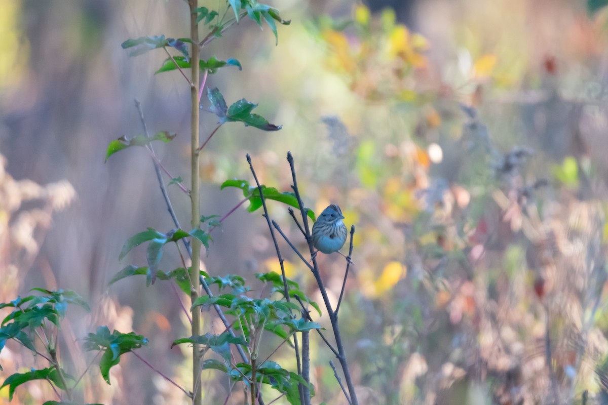Lincoln's Sparrow - ML645269147