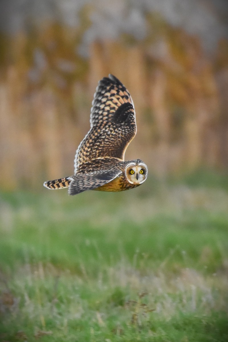Short-eared Owl - ML645269153