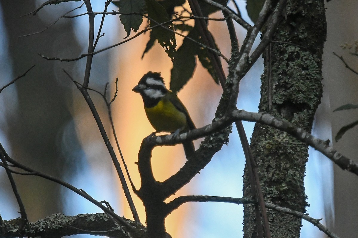 Eastern Shrike-tit - ML645269158