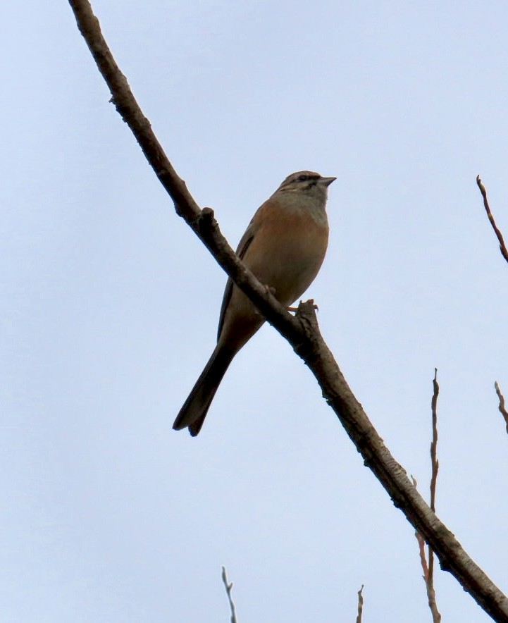 Rock Bunting - ML645269163