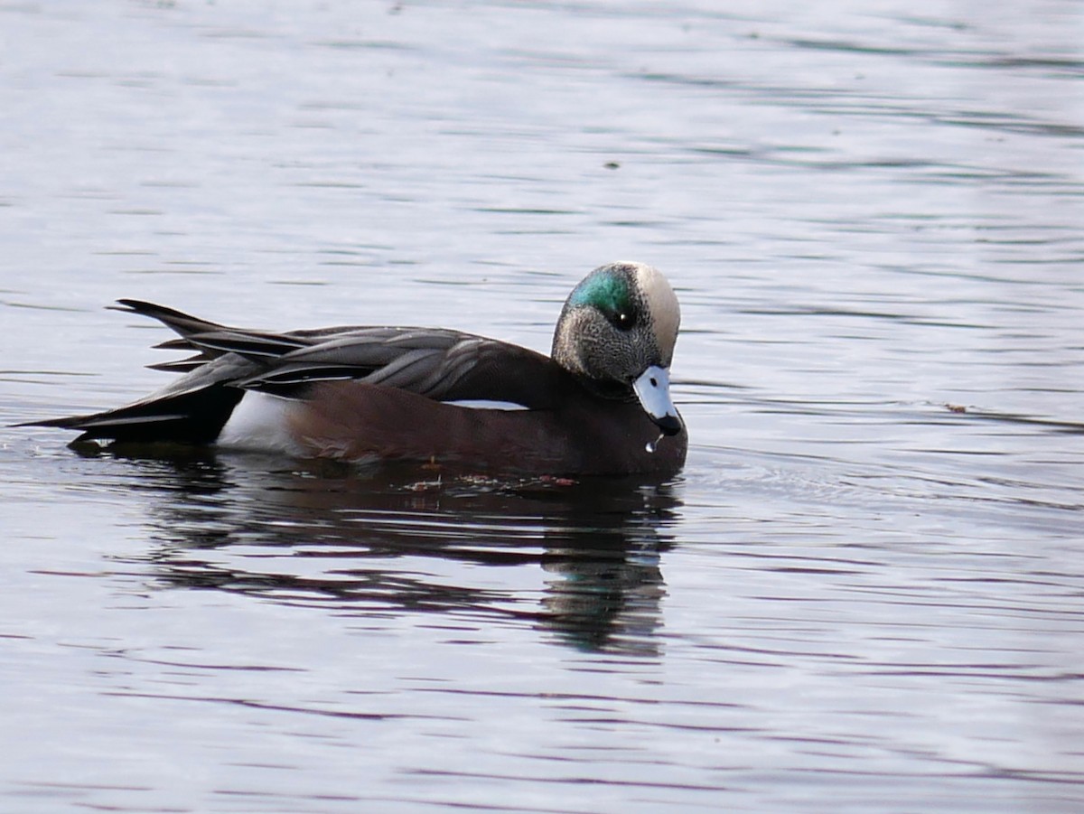 American Wigeon - ML645269166