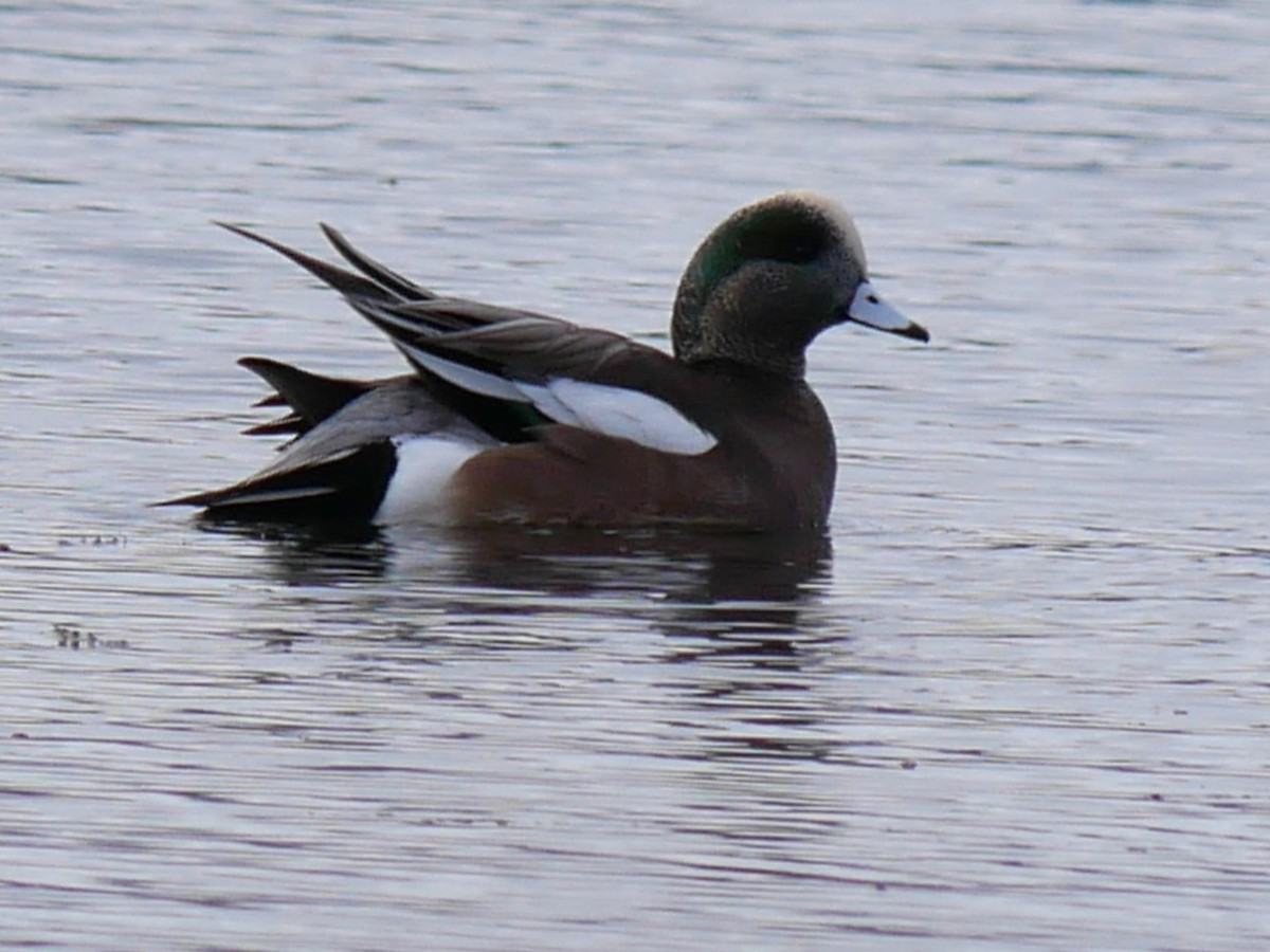 American Wigeon - ML645269172