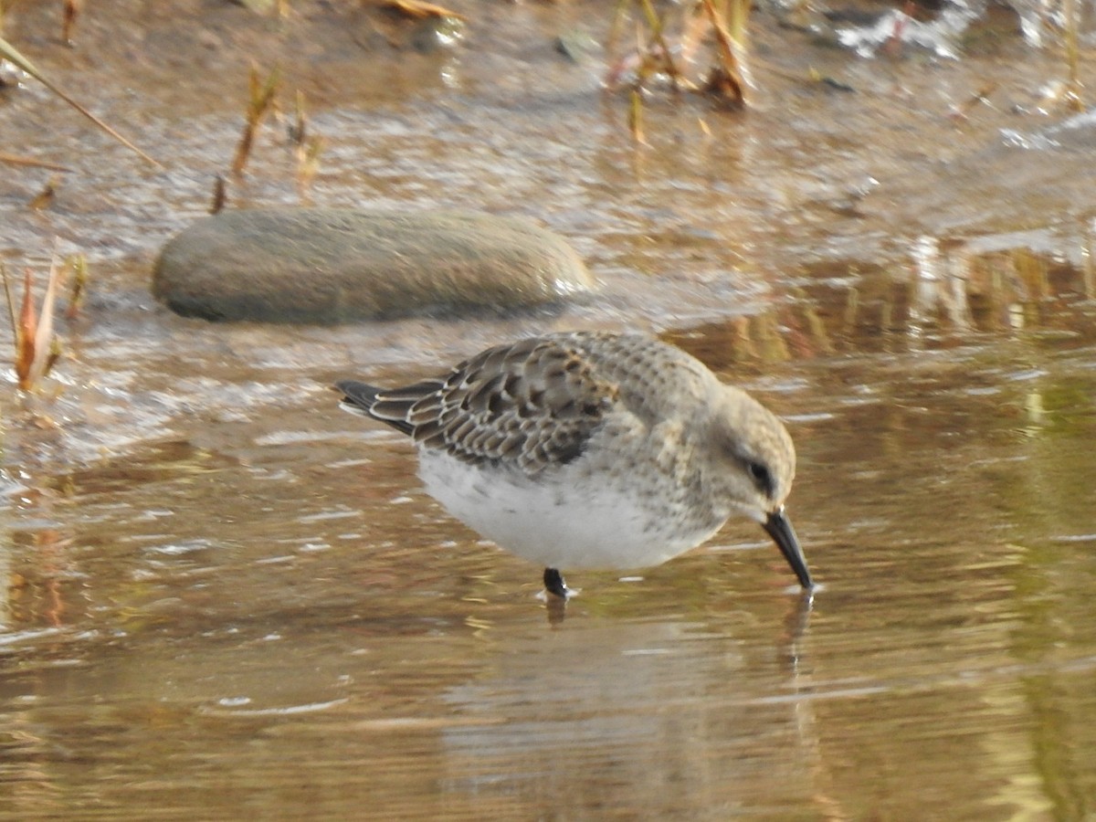 jespák tundrový - ML645269174