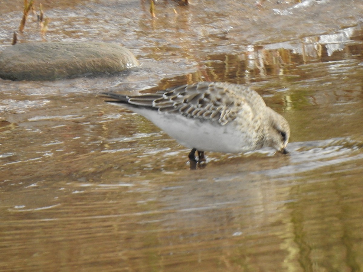 jespák tundrový - ML645269175