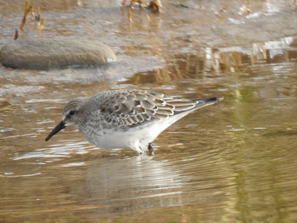 jespák tundrový - ML645269176