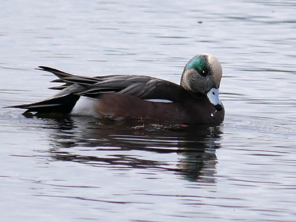 American Wigeon - ML645269185