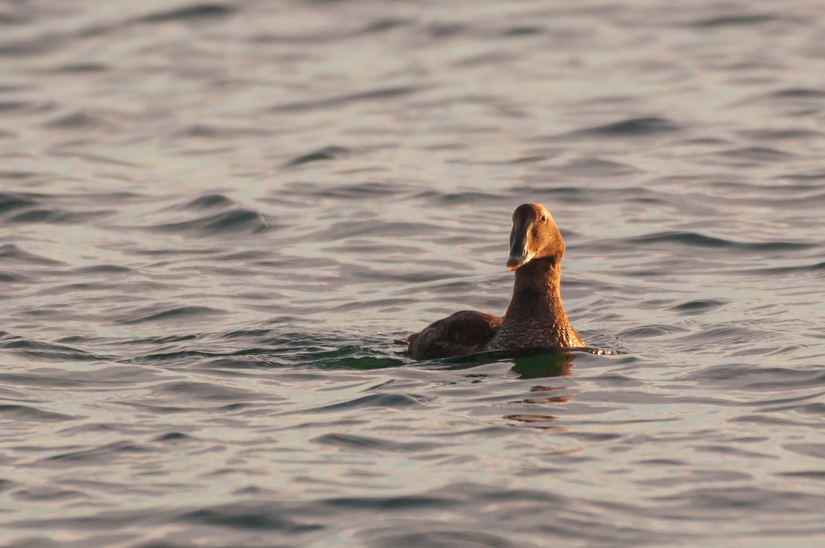 Surf Scoter - ML645269205