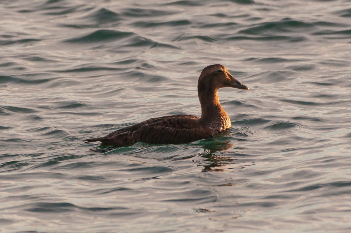 Surf Scoter - ML645269206