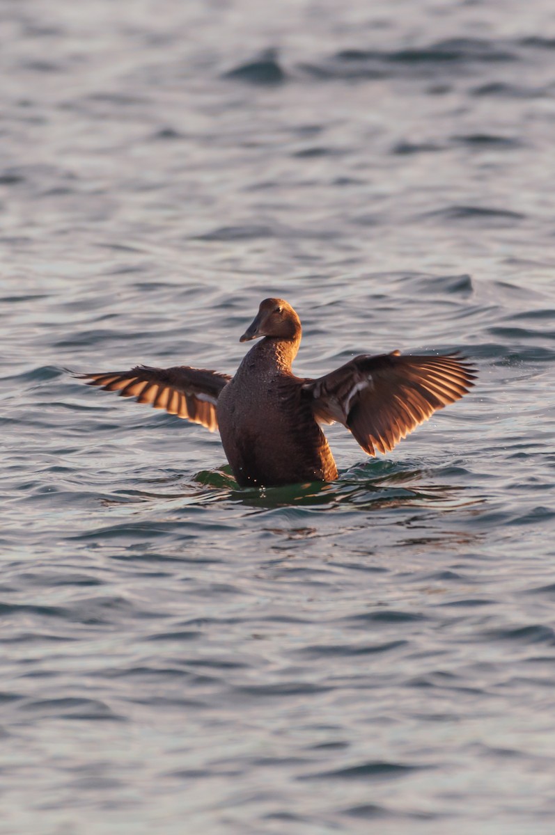 Surf Scoter - ML645269207