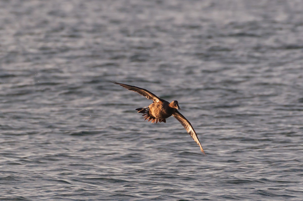 Surf Scoter - ML645269208