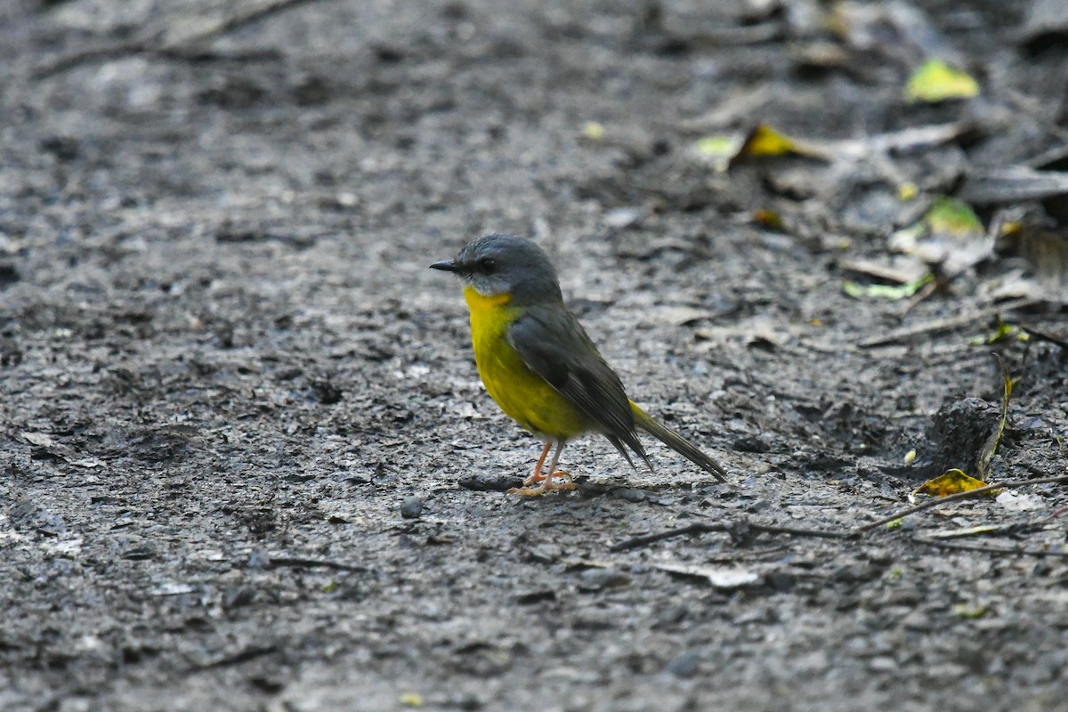 lejsčík žlutý - ML645269224