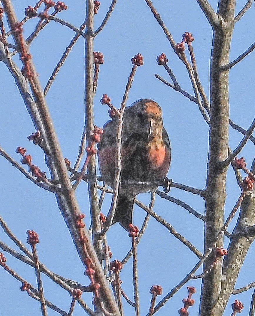 båndkorsnebb - ML645269225