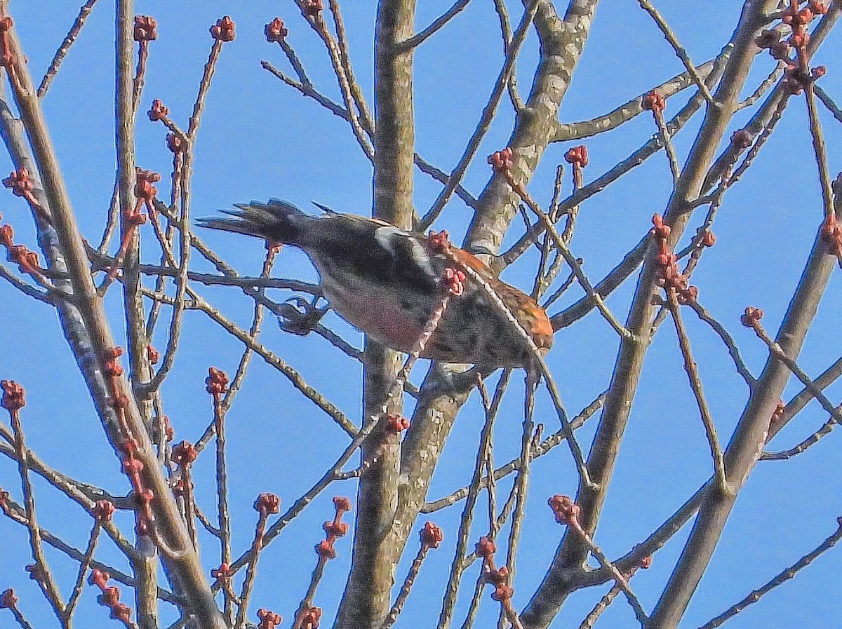 båndkorsnebb - ML645269226